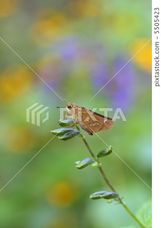 Ichimon dyseri和meadowsage 5505423