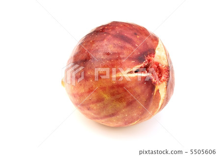 無花果 無花果 5505606