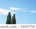 Blue sky and poplar 5505750