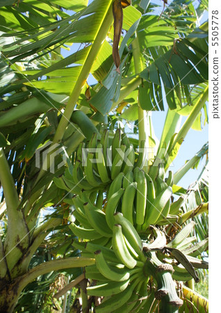 香蕉 5505778