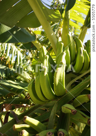 香蕉 5505779