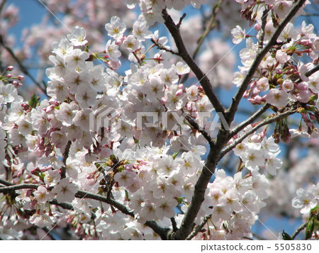 Cherry Blossoms	 5505830