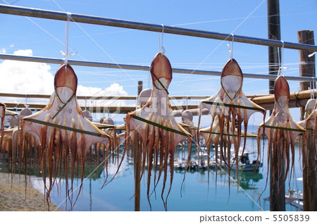 天草幹鴨 5505839