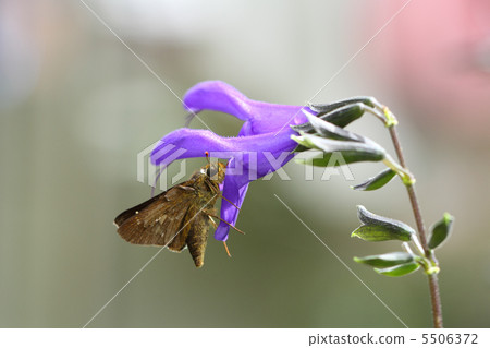 Ichimon dieselis 5506372