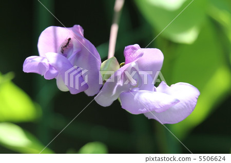 Snail flower 5506624