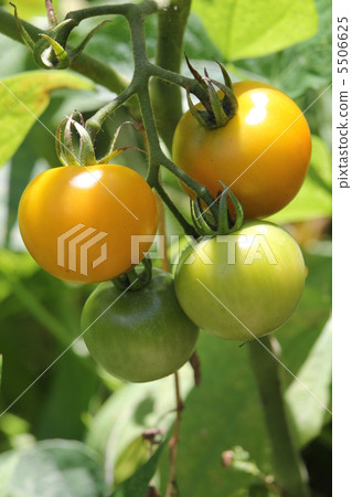 Tomato   5506625