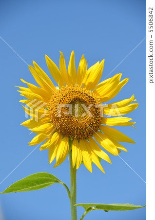 Pinnacle單輪 Pinnacle單輪 5506842