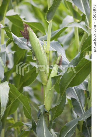 Corn 5506973