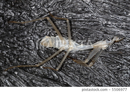 去角質 -  002 5506977