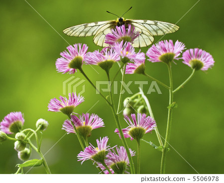 Utsuba Shirane-001 5506978