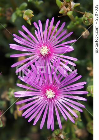 利文斯頓雛菊 5507039