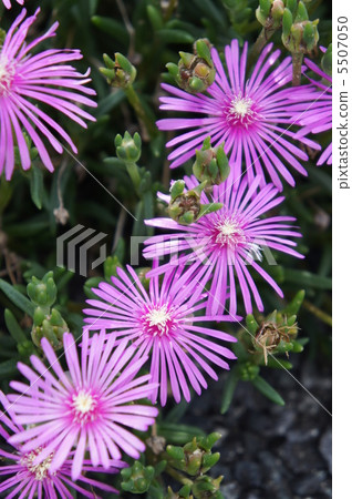 Livingston Daisy 5507050