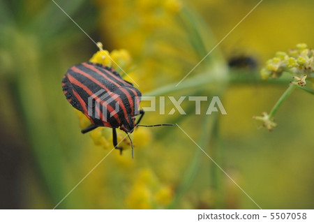 Akushushi Bamboo Akushushi Bamboo 5507058