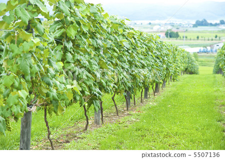 葡萄園 5507136