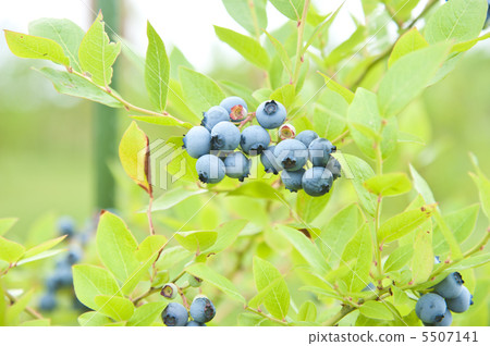 Blueberry farm 5507141