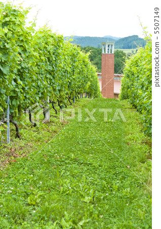 葡萄園 5507149