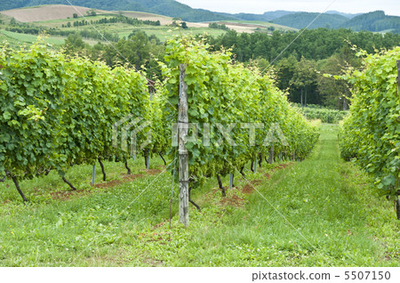 葡萄園 5507150