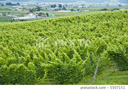 葡萄園 5507151