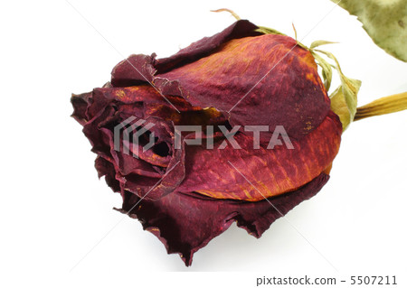 Dry red rose close-up 5507211