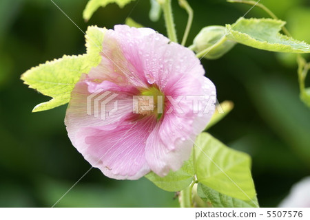 Pink tattooi 5507576