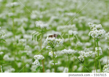 Buckwheat field Buckwheat field 5507815