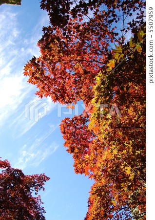 秋天 5507959
