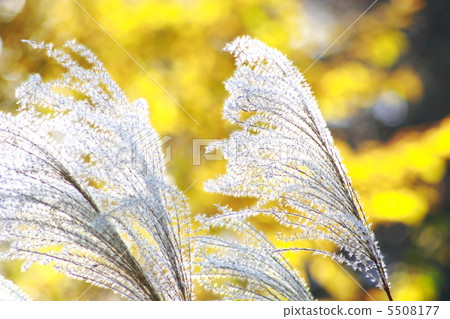 Eared panicle of white-spotted Japanese cedar 5508177