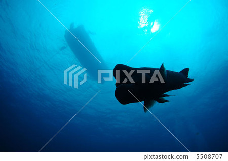 Kobudai of the Sea of Japan 5508707