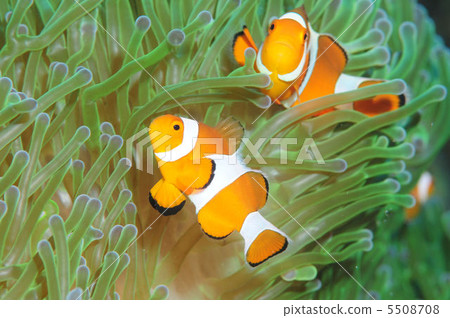 小丑anemonefish 5508708
