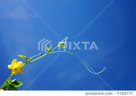 Bitter gourd 5508775