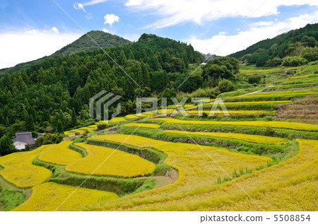 Autumnal landscape of rice terraces 5508854
