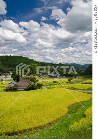 Autumnal landscape of rice terraces 5508857