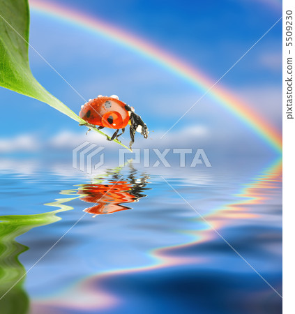 Ladybug 5509230