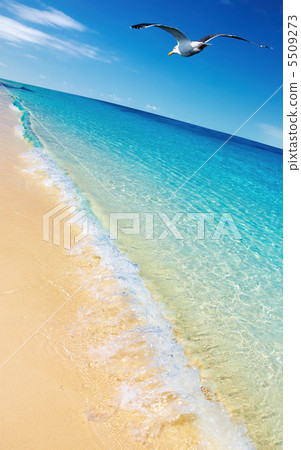 Tropical beach 5509273