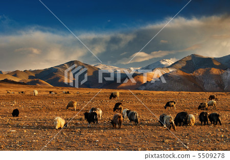 Tibetan landscape Tibetan landscape 5509278