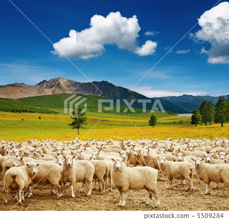 Herd of sheep 5509284