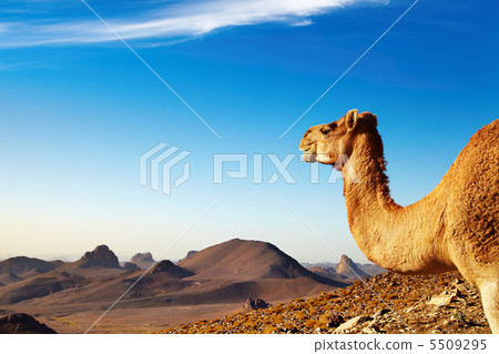 Camel in Sahara Desert 5509295