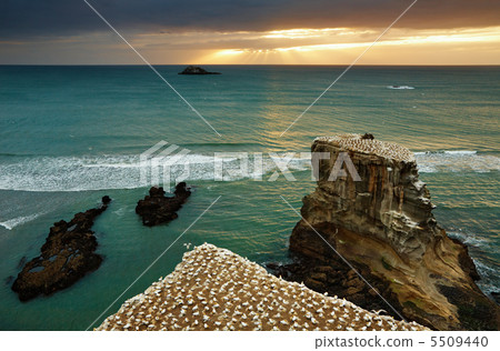Gannet colony, New Zealand 5509440