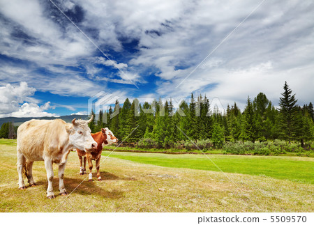 Cow and calf Cow and calf 5509570