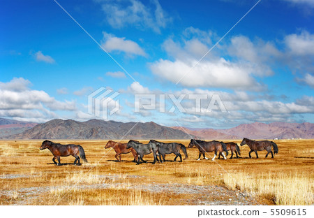 Running horses 5509615