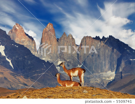 Torres del Paine, Patagonia, Chile 5509741