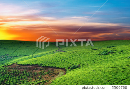 Tea plantation Tea plantation 5509768