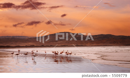 Flamingoes on the beach 5509779