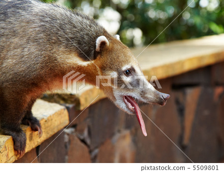 Coati at Iguazu Falls in Argentina 5509801