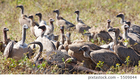 Cape vultures 5509844