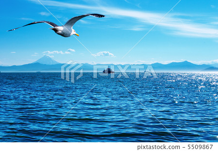 Flaying seagull 5509867