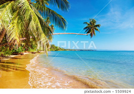 Tropical beach 5509924