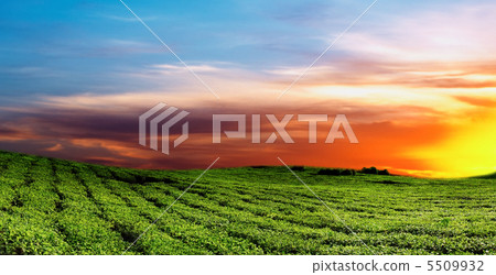 Tea plantation 5509932