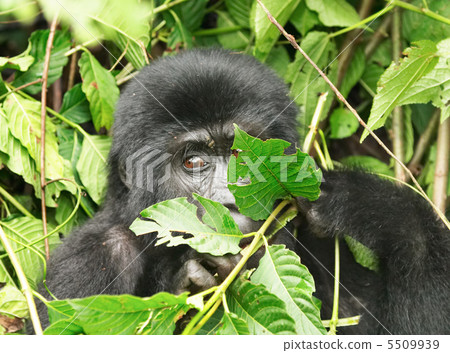 Eastern mountain gorilla Eastern mountain gorilla 5509939