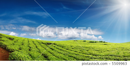 Tea plantation 5509963